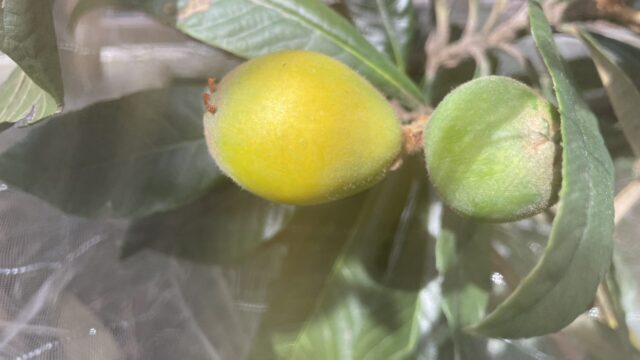 ビワの実