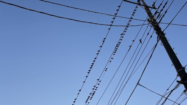 電線にとまるムクドリの群れ